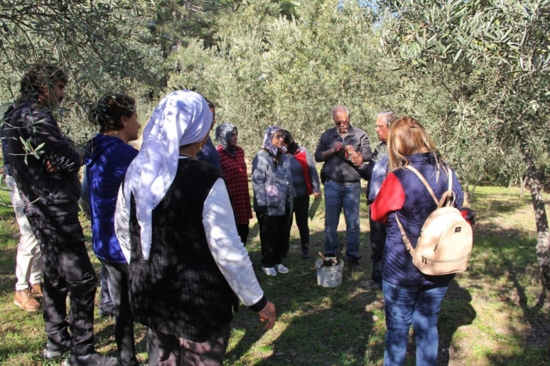 Alman ve İngilizler zeytin budamayı öğrendi